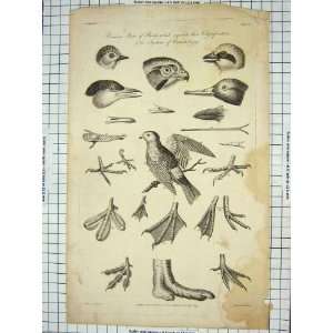  1793 PARTS BIRDS ORNITHOLOGY FEET BEAKS NATURE