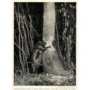  1921 Print First Image Beaver Cutting Black Ash Tree Night 