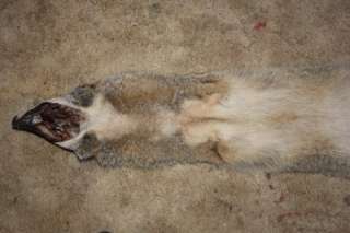 Huge L Prime Coyote Pelt/Fur/Hide/Skin for Taxidermy/Education (fox 