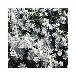  Phlox Plants   Creeping Phlox White Delight Patio, Lawn 