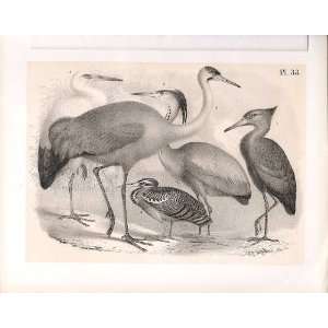  Stork Heron Crane Science Of Birds 1878 Jasper