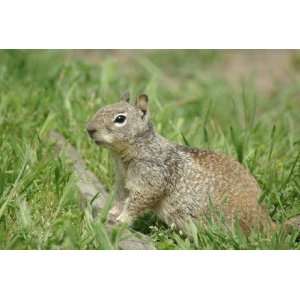  Columbian Ground Squirrel Taxidermy Photo Reference CD 