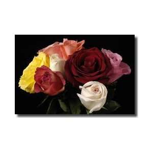  Bouquet Of Roses Lincoln Nebraska Giclee Print: Home 