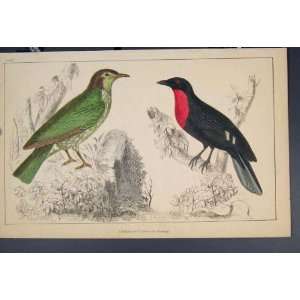 Araponga Fruit Crow Bird Birds Colour Old Print C1860 