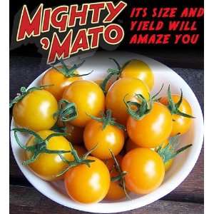  Mighty Mato Grafted Super Sweet Sun Sugar Tomato Plant 