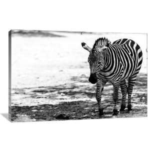  Black and White Zebra   Gallery Wrapped Canvas   Museum 