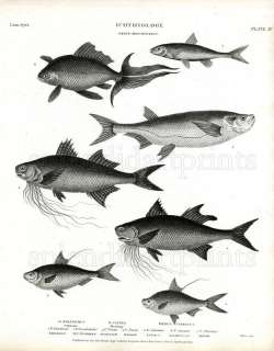 1820 REES CYCLOPAEDIA ENG Polyneme, Herring  