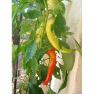  250 SWEET BANANA PEPPER Capsicum Annuum Vegetable Seeds 