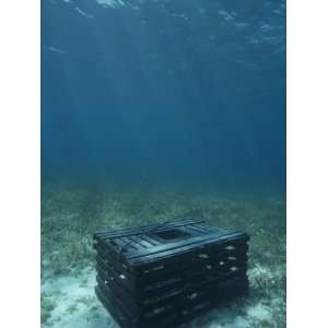 Commercial Lobster Trap for the Caribbean Spiny Lobster. (Panulinus 