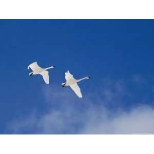 Pair of Trumpeter Swans Fly Above a Cloud of Steam National 