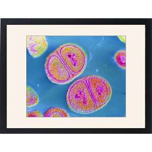 Staphylococcus epidermidis bacteria Framed Prints:  Home 
