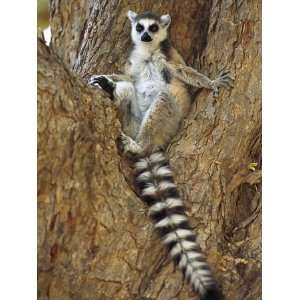  Ring Tailed Lemur (Lemur Catta) Resting in Tree, Berenty 
