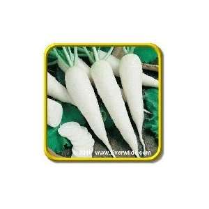  White Spear Sprouting   Radish Seeds   Jumbo Seed Packet 