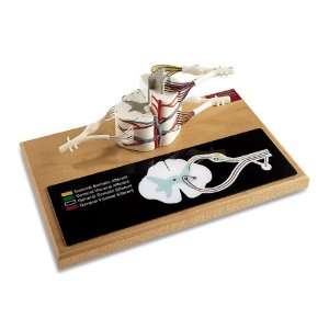 Nasco   Deluxe Spinal Cord with Nerves  Industrial 