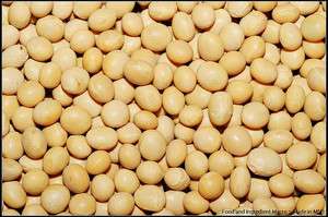 soybeans, WHITE SOYBEAN, soy bean, 117 SEEDS GroCo  