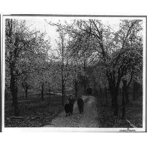 Small boys on dirt road,Blossoming Trees,Louisville,KY 