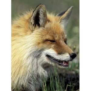 Arctic Fox, Denali National Park, Alaska, USA Premium 