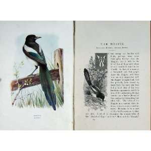   : 1901 Swaysland Wild Birds Magpie Corvus Pica Colour: Home & Kitchen