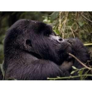  Endangered Male Silverback Mountain Gorilla Feeding in the 