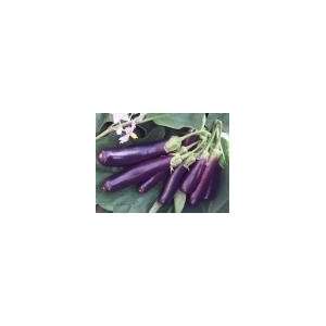  Todds Seeds   Eggplant   Long Purple Eggplant Seed, Sold 