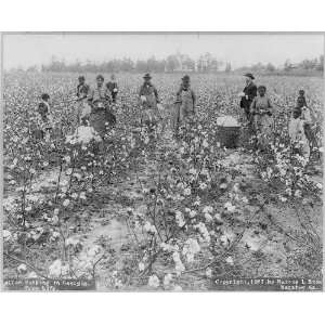  Cotton picking in Georgia,GA,9 African Americans working 