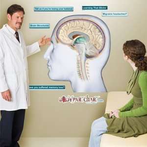  Brain Cross Section Sticky Anatomy Wall Chart: Health 