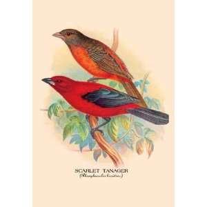  Exclusive By Buyenlarge Scarlet Tanager 12x18 Giclee on 