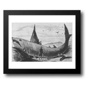  Basking Shark Harpers Weekly October 24, 1868 14x12 
