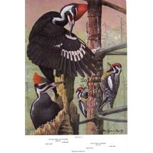   American Birds) Woodpeckers & Woodpecker, Sapsucker