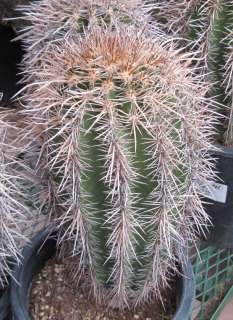 Carnegiea gigantea Saguaro Cactus 14 Inches Tall  