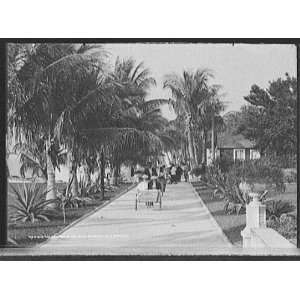   Grounds of the Hotel Royal Poinciana,Palm Beach,Fla.