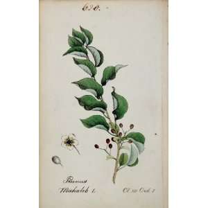 1826 Prunus Mahaleb Saint Lucie Cherry Botanical Print 