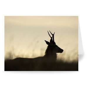  A Red Deer roaming high on Broadway Hill   Greeting Card 