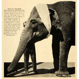  1917 Print Elephant Dentist Grant Park Zoological GA 