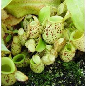  Nepenthes ampullaria   Spotted Brunei Small