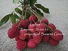 Lychee Lichi Live Plant Nutritious Fruit Tree Air Layer Nut Brewster 