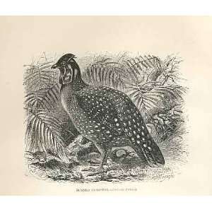  Horned Tragopan 1862 WoodS Natural History Birds: Home 