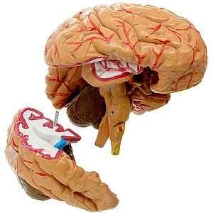 Human Brain Model  Toys & Games  