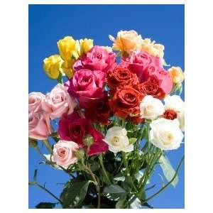 Dozen Assorted Color Spray Roses:  Grocery & Gourmet Food