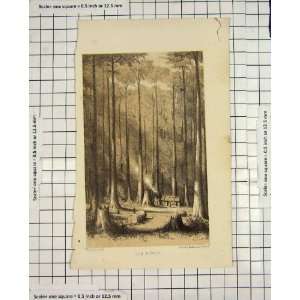  Antique Print View Gum Forest Trees Walton Engraving: Home 