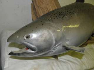 Taxidermy Fish Huge 40 Long 25 Around Mounted Salmon  