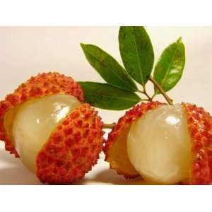  SD0550 Lychee Fruit Seeds, Fresh Litchi Seeds, Lychee Seed 