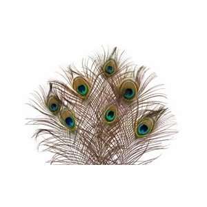  10 20 Peacock Feathers (Pack of 10) Arts, Crafts 