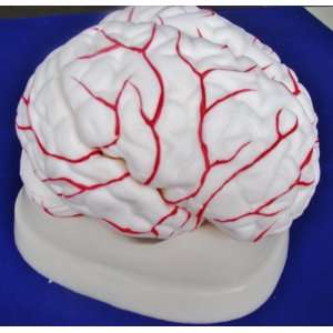  Model Anatomy Professional Medical Brain Model Artery IT 