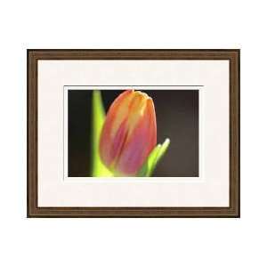  Red Tulip Chevy Chase Maryland Framed Giclee Print