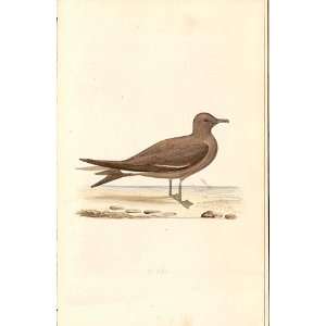  Fork Tailed Petrel Meyer H/C Birds 1842 50: Home & Kitchen