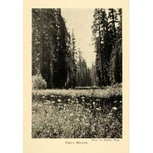   Prairie Trees Sequoia National Park Scenery   Original Halftone Print