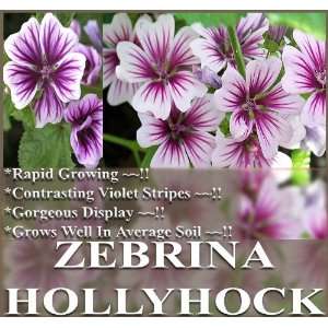   FRENCH HOLLYHOCK ~ MALVA ZEBRINA~ FLOWER SEEDS: Patio, Lawn & Garden