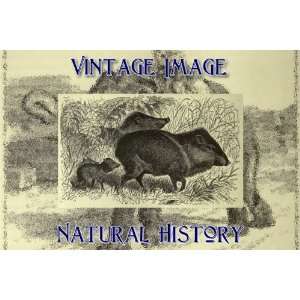   Ring Vintage Natural History Image Collared Peccary