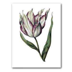  genus Tulipa 19   5 x 7 Museum Quality Greeting Card 